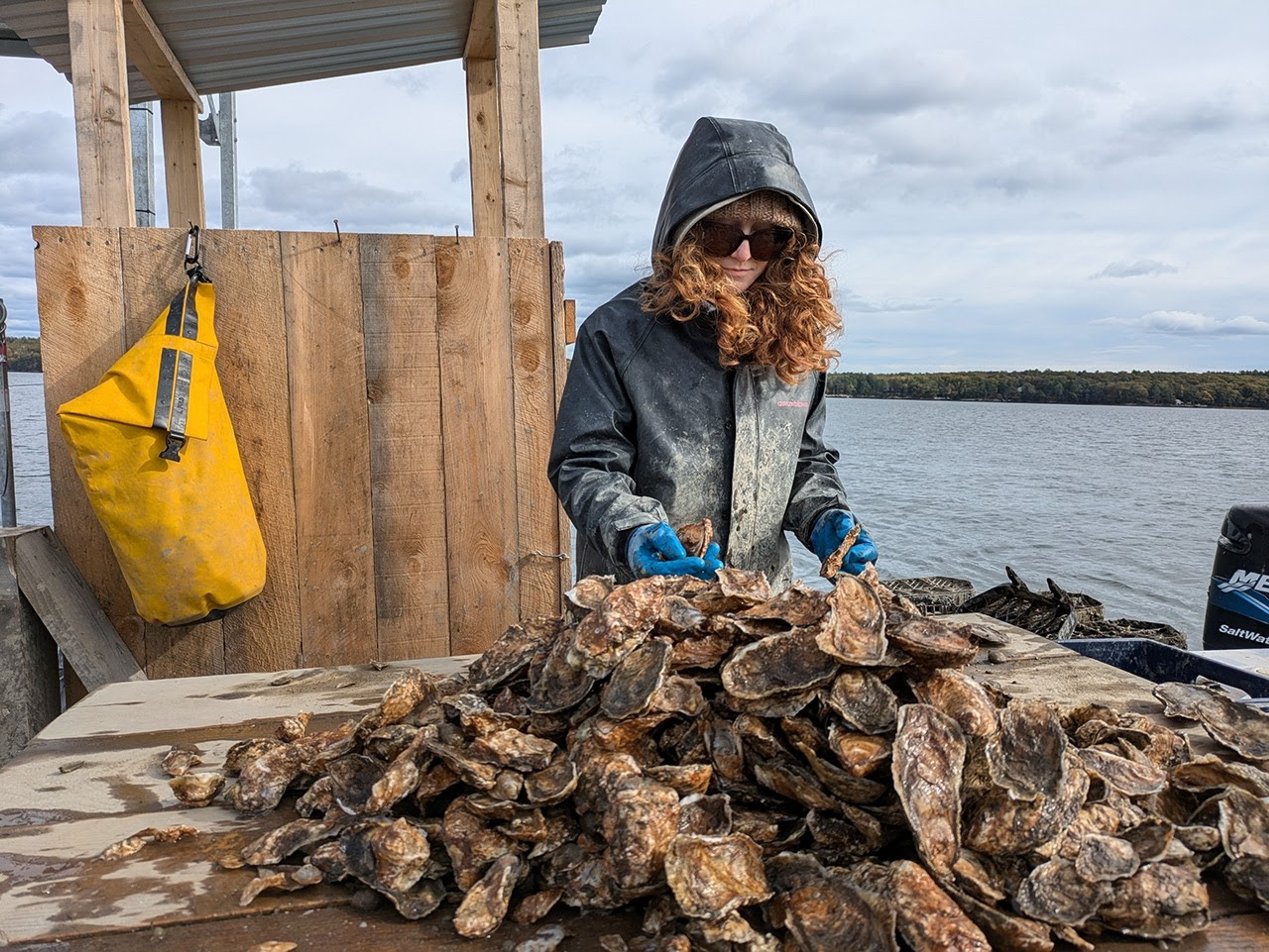 Aquaculture technician Monique Boutin sorts oysters from a large pile on a work table on a floating platform in Maine.
